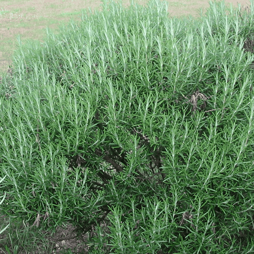 Des images de diff�rentes plantes